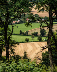 View of trees in park