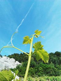 Low angle view of plants against blue sky