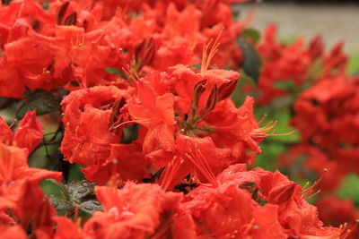 Close-up of red flowers blooming outdoors