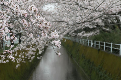 Cherry blossoms in spring