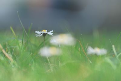 Close-up of white dandelion flower on field