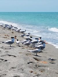 Seagulls on beach