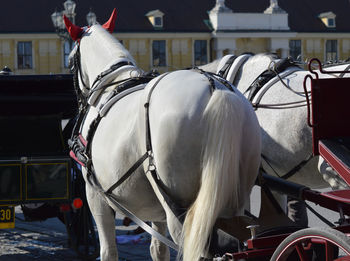 Horse cart in city