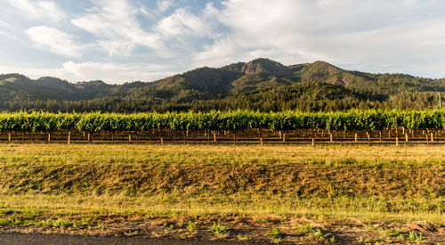 Scenic view of field against cloudy sky