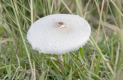 Close-up of mushroom growing on field