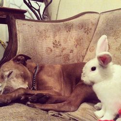 Dog sleeping on sofa