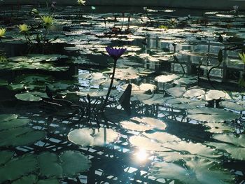 Water lily in lake