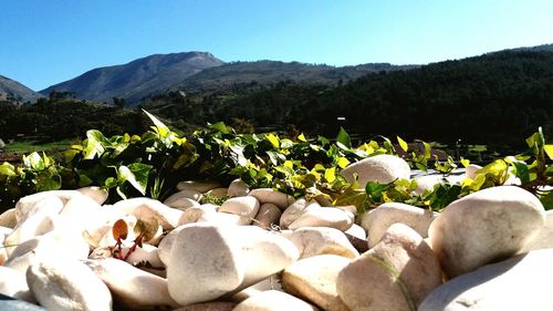 Scenic view of landscape against clear sky