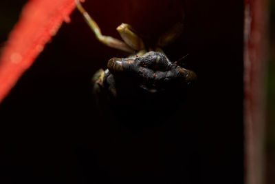 Close-up of insect