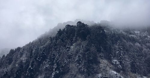 Low angle view of trees on snow covered mountain