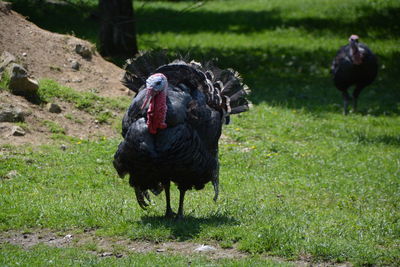 Wild turkey on grassy field