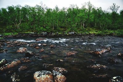 Stream flowing through rocks in forest