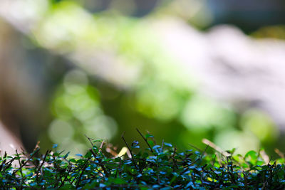 Close-up of fresh green plants