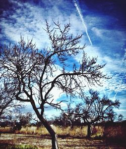 Bare trees on field against cloudy sky