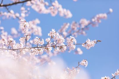 Low angle view of cherry blossoms against blue sky
