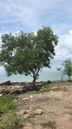 Tree by sea against sky