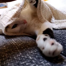 Close-up of a cat resting at home