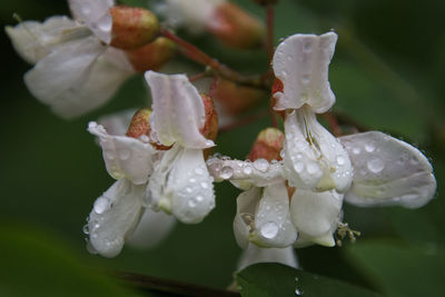 Close-up of wet white flower