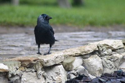 Close-up of bird perching on rock