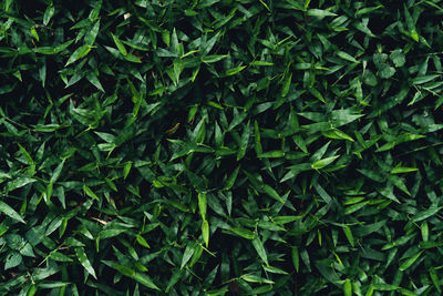 Full frame shot of fresh green plants