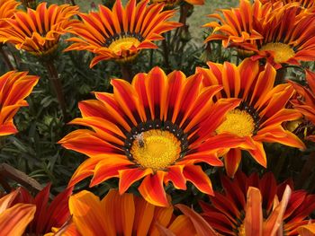 Close-up of orange flowering plants