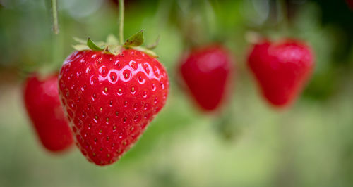 Close-up of strawberry hanging on plant