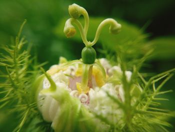 Close-up of yellow flowering plant