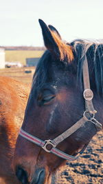 Horse in the field