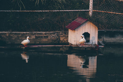 Birds by lake