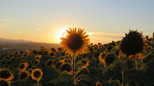 Close-up of sunflower on field against sky during sunset