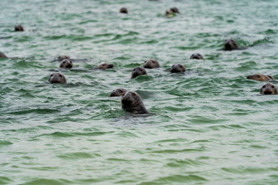 Harbour seals phoca vitulina  on the swedish west coast.