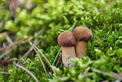 Close-up of mushrooms growing on field