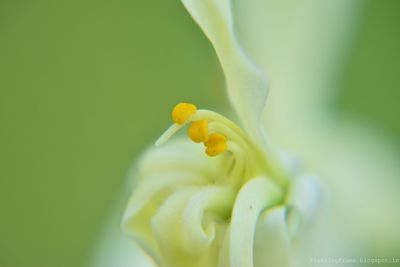 Close-up of white flowers