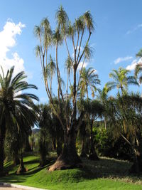 Palm trees on field against sky