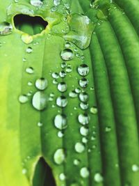 Close-up of raindrops on green leaves