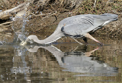 High angle view of gray heron in lake