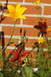 Close-up of yellow flower blooming in garden