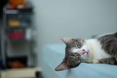 Close-up of a cat sleeping on bed