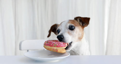 Cute dog stealing doughnut from plate on table
