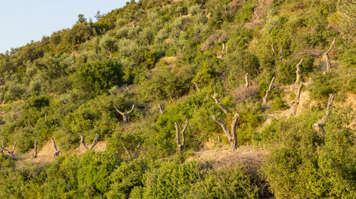 Trees growing in forest