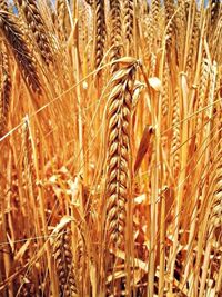 Close-up of wheat field