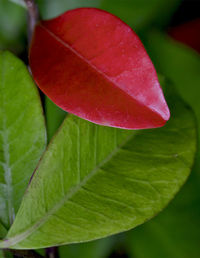 Close-up of red flowers