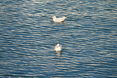 High angle view of bird swimming in lake