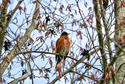 Low angle view of bird perching on tree