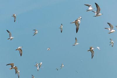 Low angle view of seagulls flying