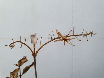 Close-up of dried plant against wall