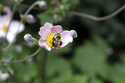 Close-up of bee pollinating on purple flower