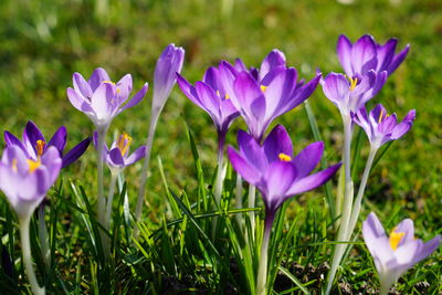 Close-up of purple crocus flowers on field