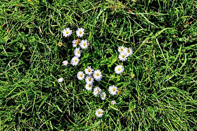 Close-up of white flowers blooming in field