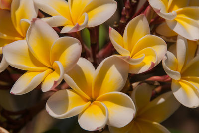 Close-up of frangipani flowers